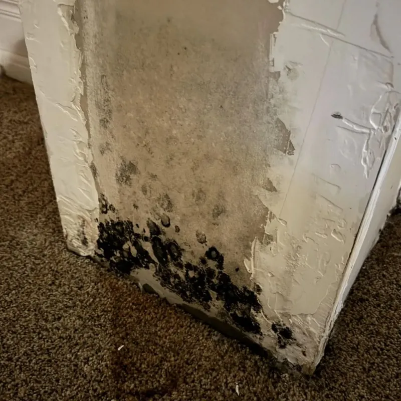 Professional Mold Removal in East Cleveland, TN